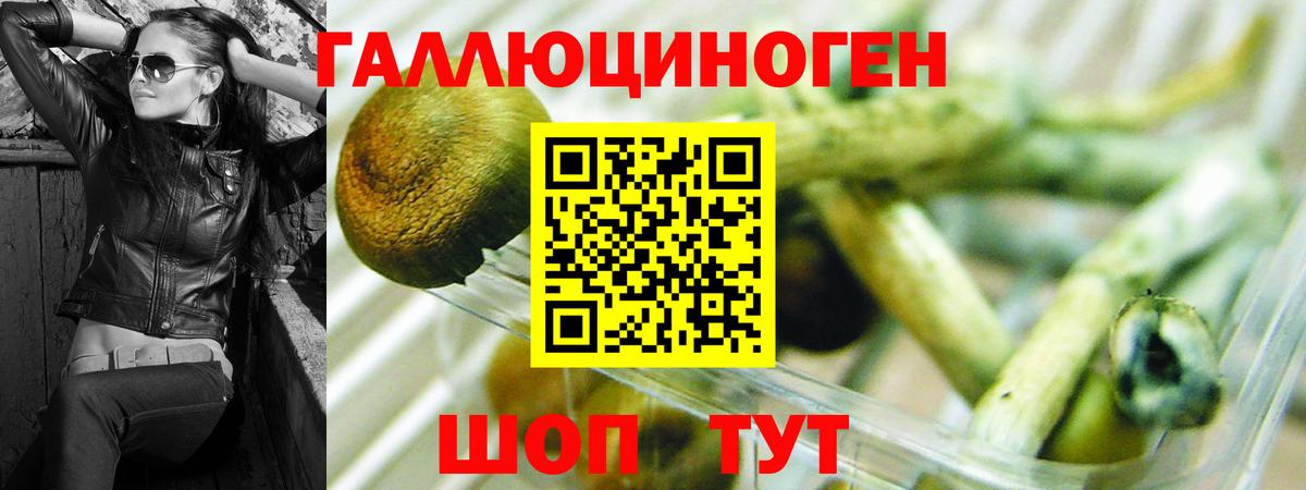 Псилоцибиновые грибы Psilocybe Когалым